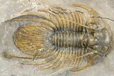Rare, Spiny Kolihapeltis Trilobite - Atchana, Morocco #255448-1